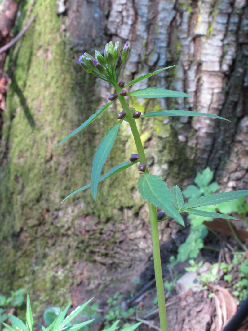 Pianta con bulbi ascellari - Cardamine bulbifera